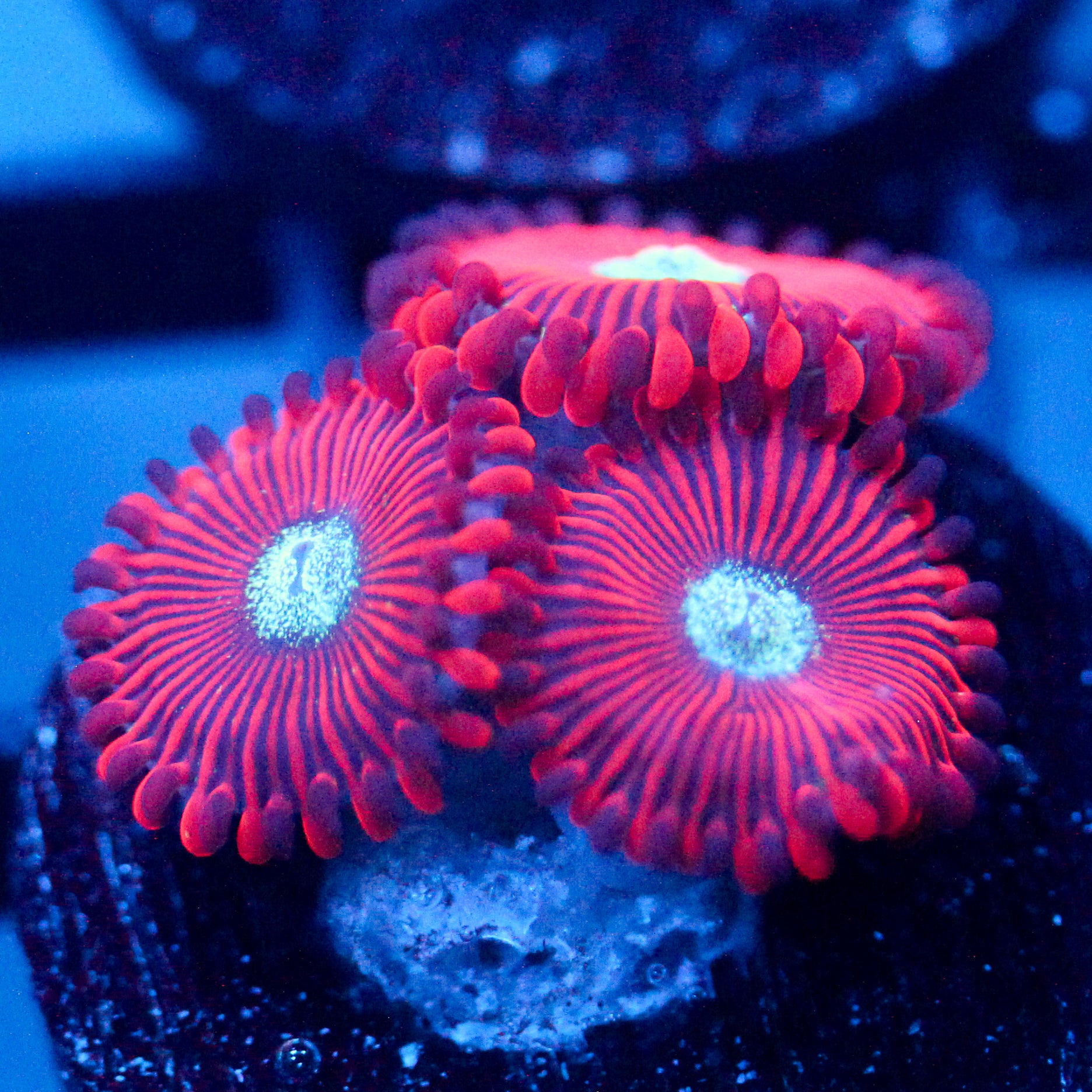 JC Magician's Zoanthid
