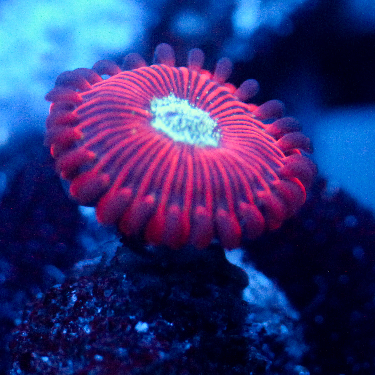 JC Magician's Zoanthid