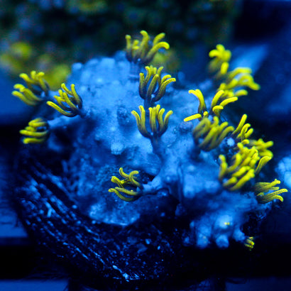 JC Lime Wire Gsp