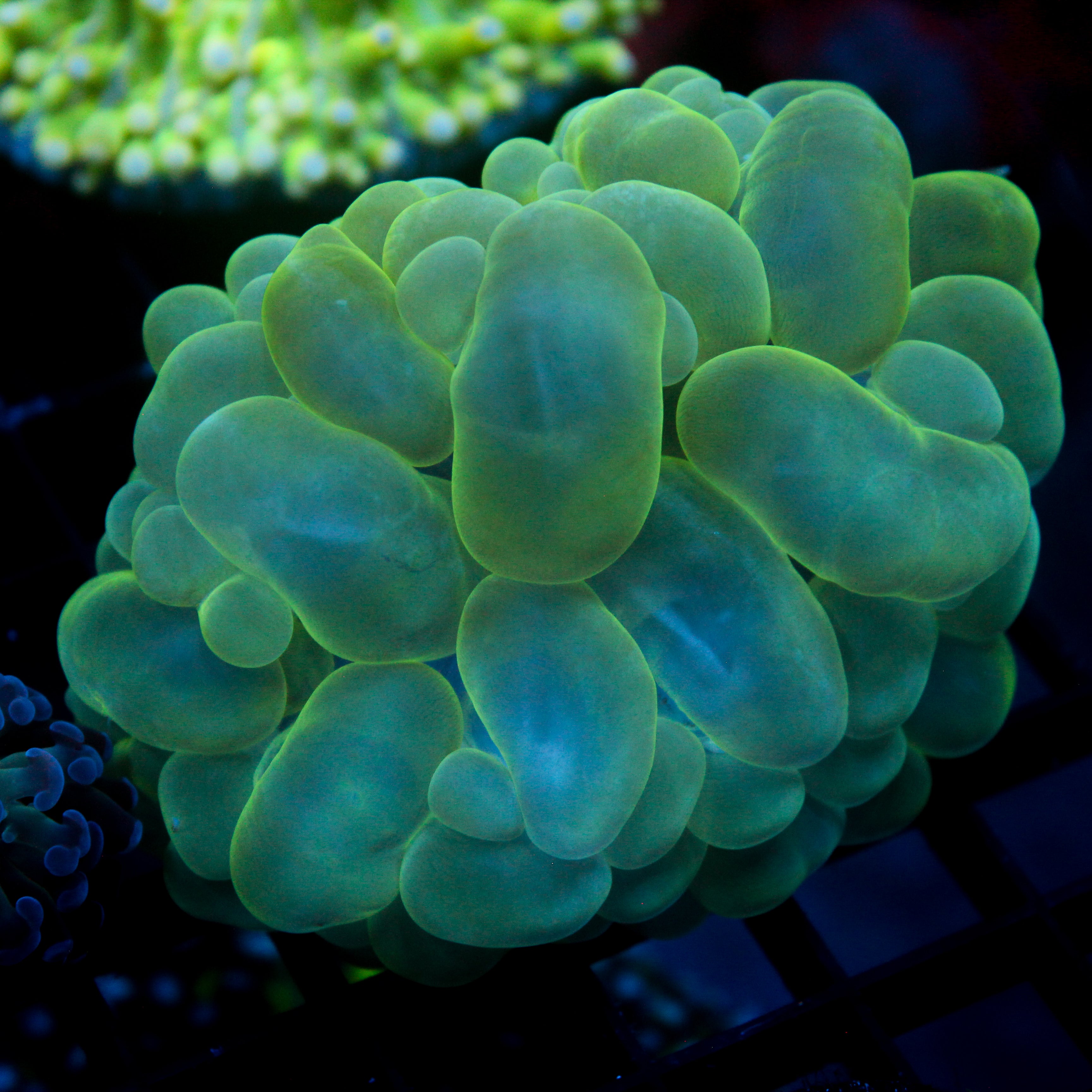JC Bubble Coral 3"+