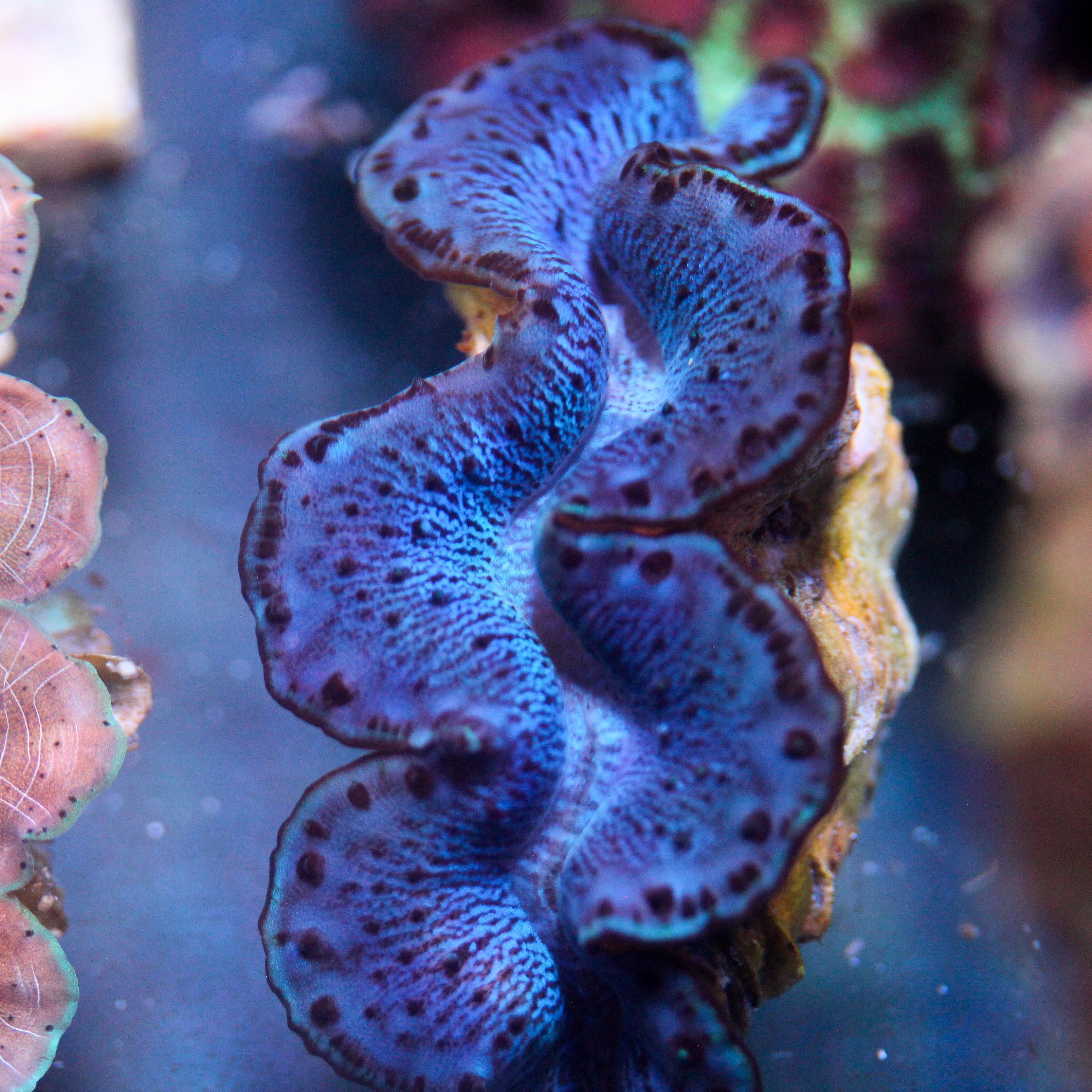 Biota Electric Blue Maxima