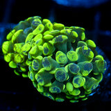 JC Neon Splatter Hammer