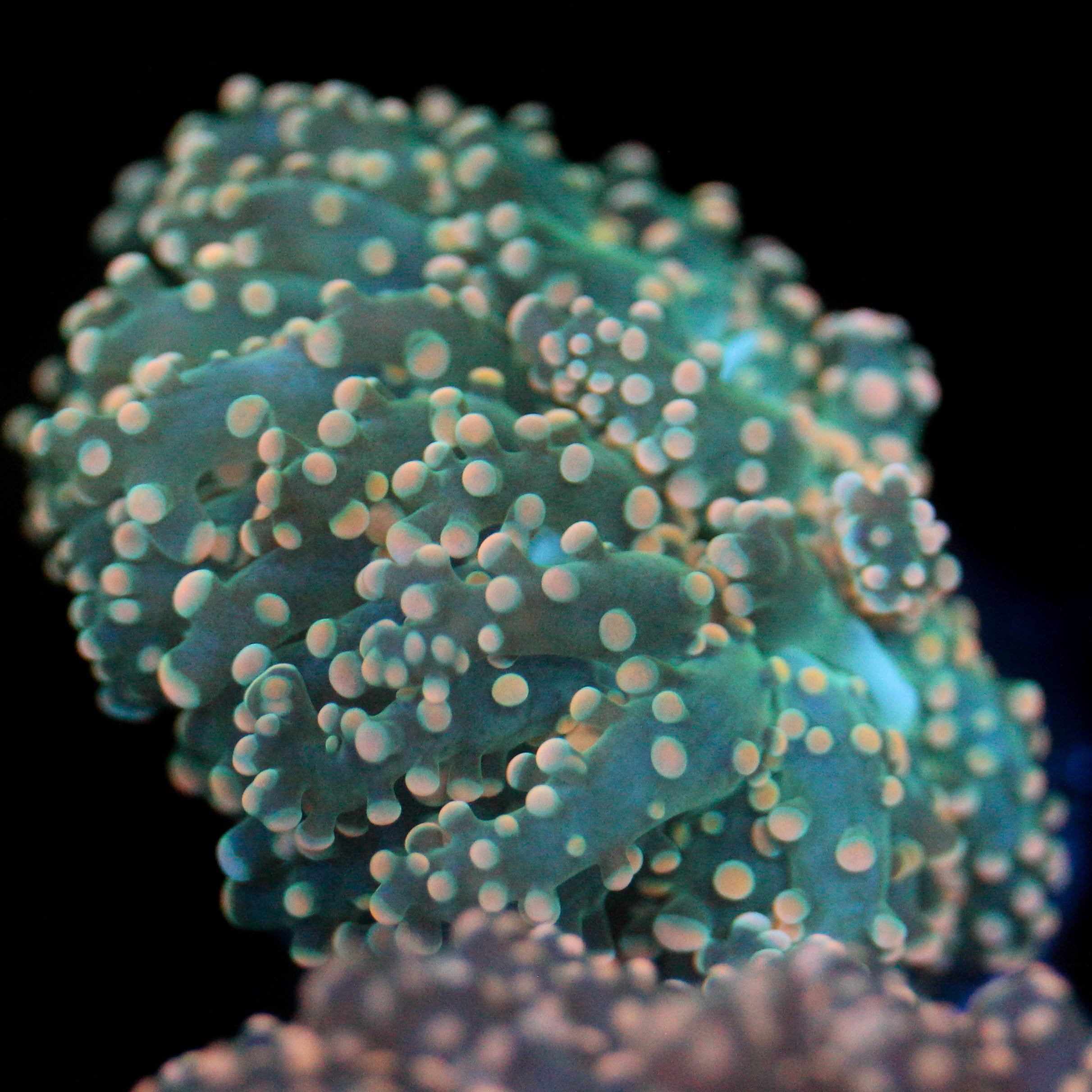JC Dreamcicle Octo