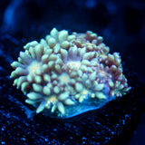 JC Blue Bush Goni