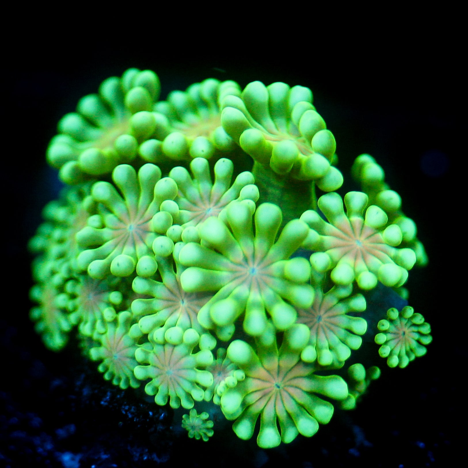JC Orange Sucker Alveapora