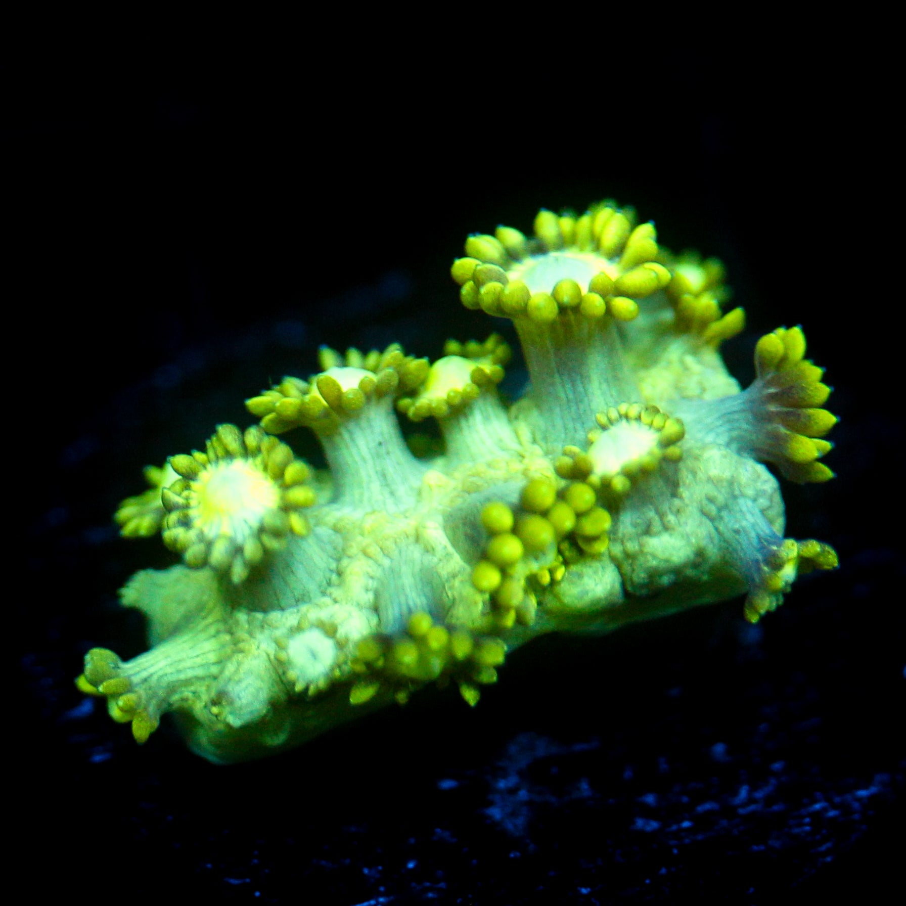 JC Uranium Fever Goni