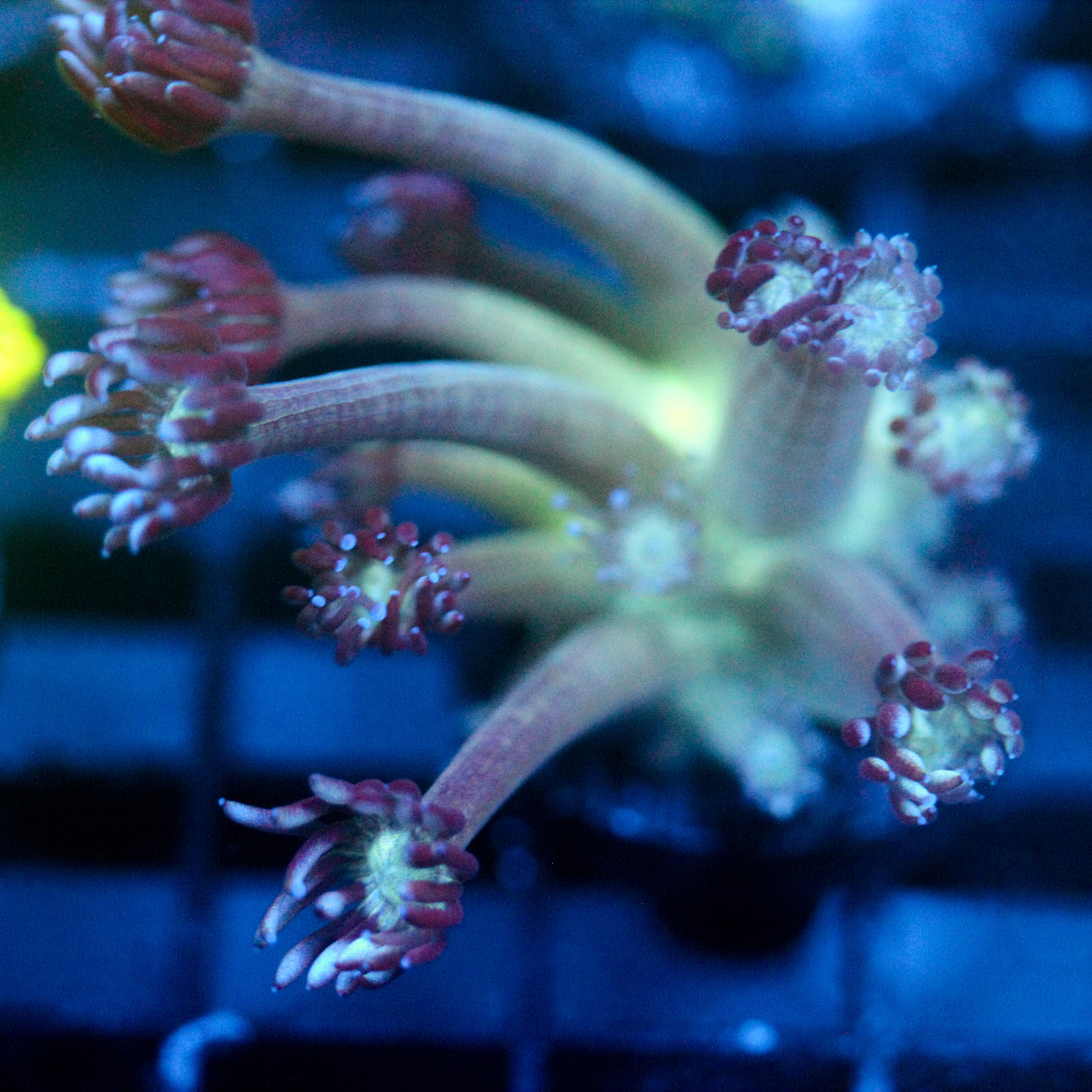 JC Peacock Goni