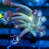JC Peacock Goni
