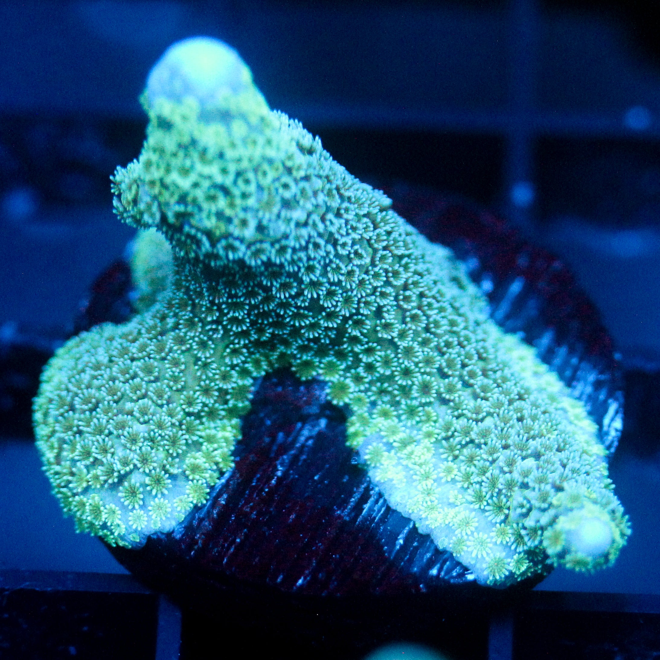 JC Light blue Digi Monti