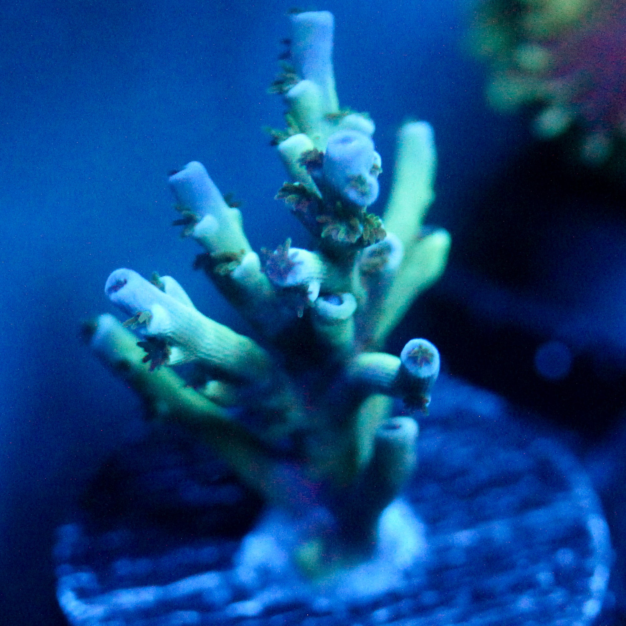 JC Frozen Growth
