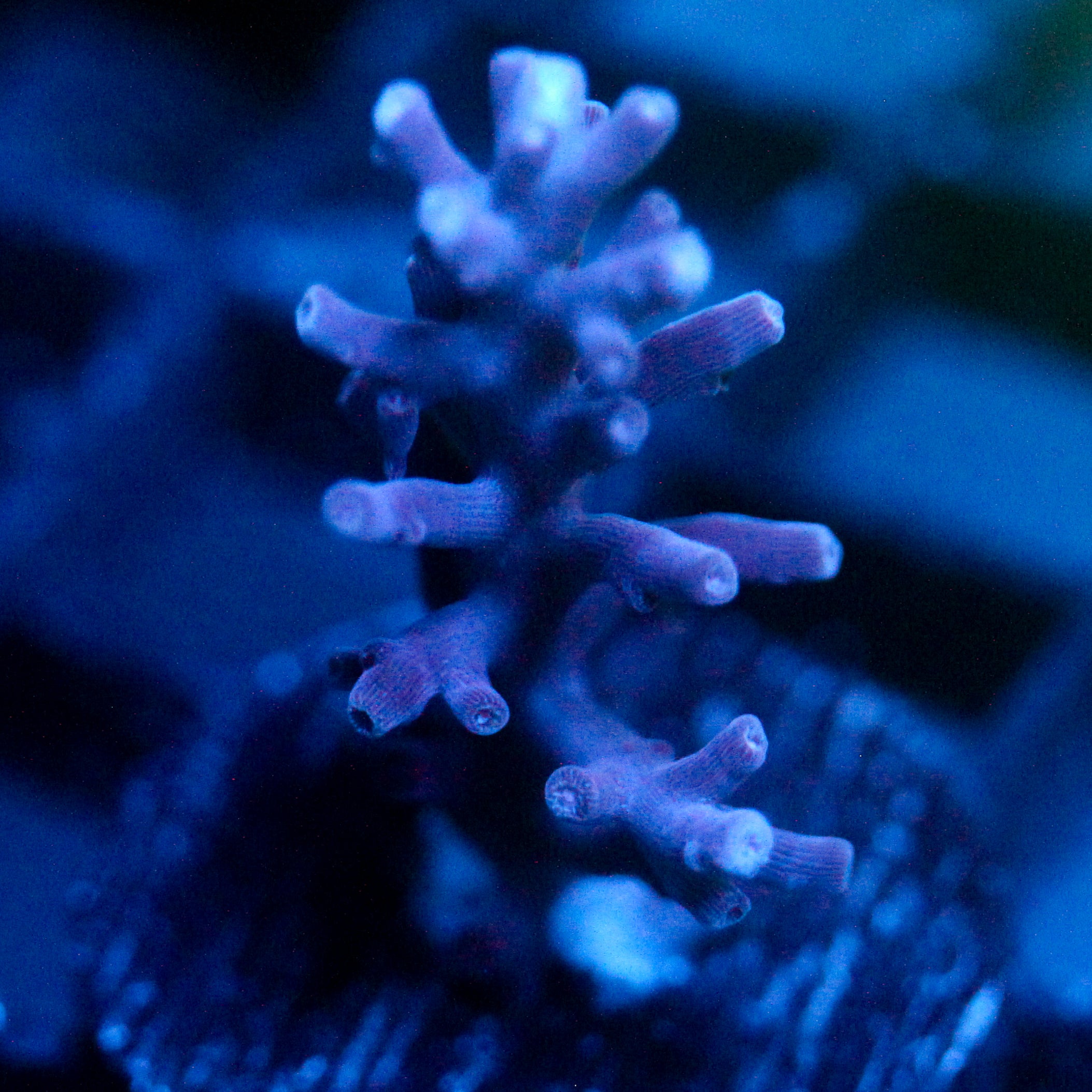 JC Purple Princess