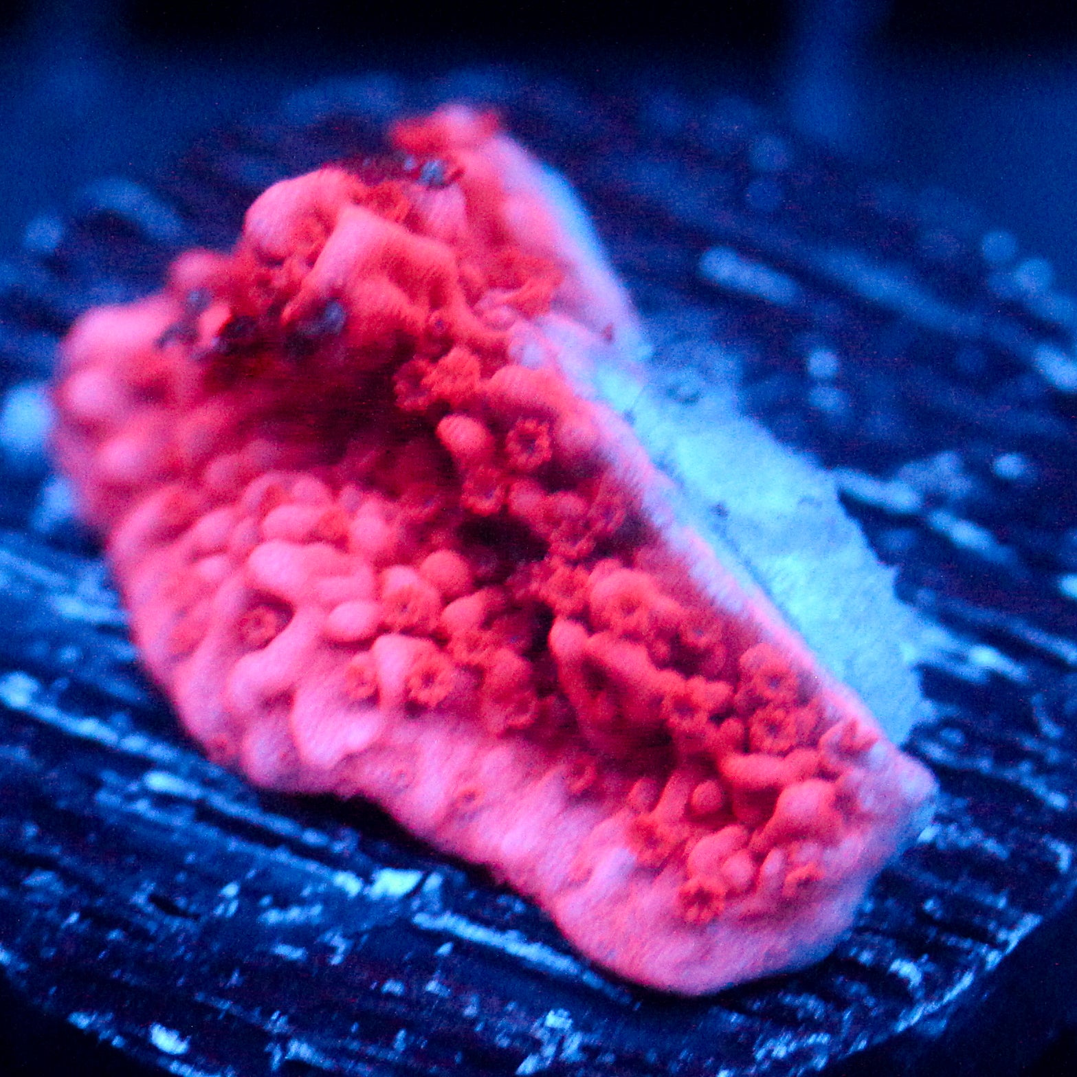 JC Pink Wave Cap Monti