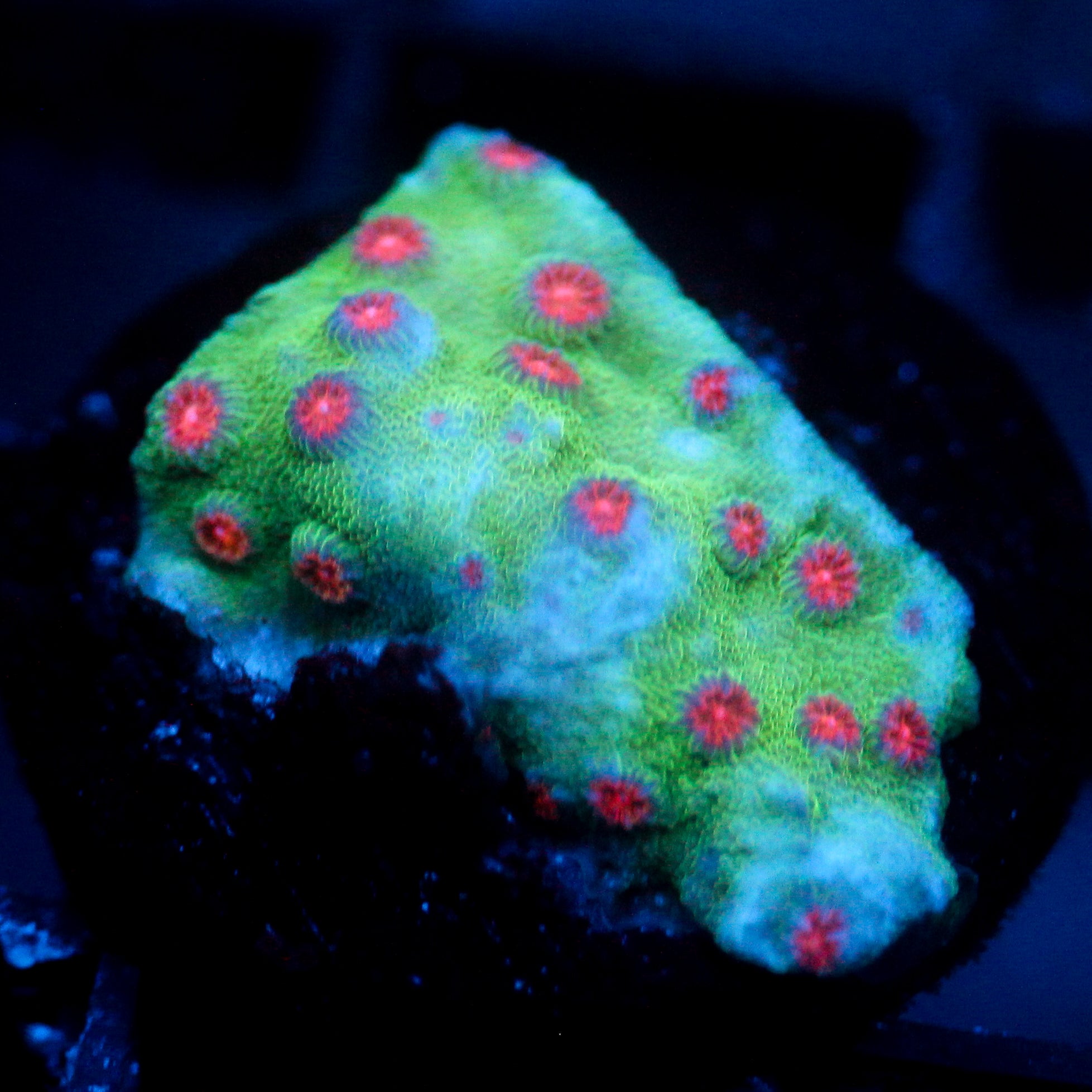JC Evil Swarm Cyphastrea