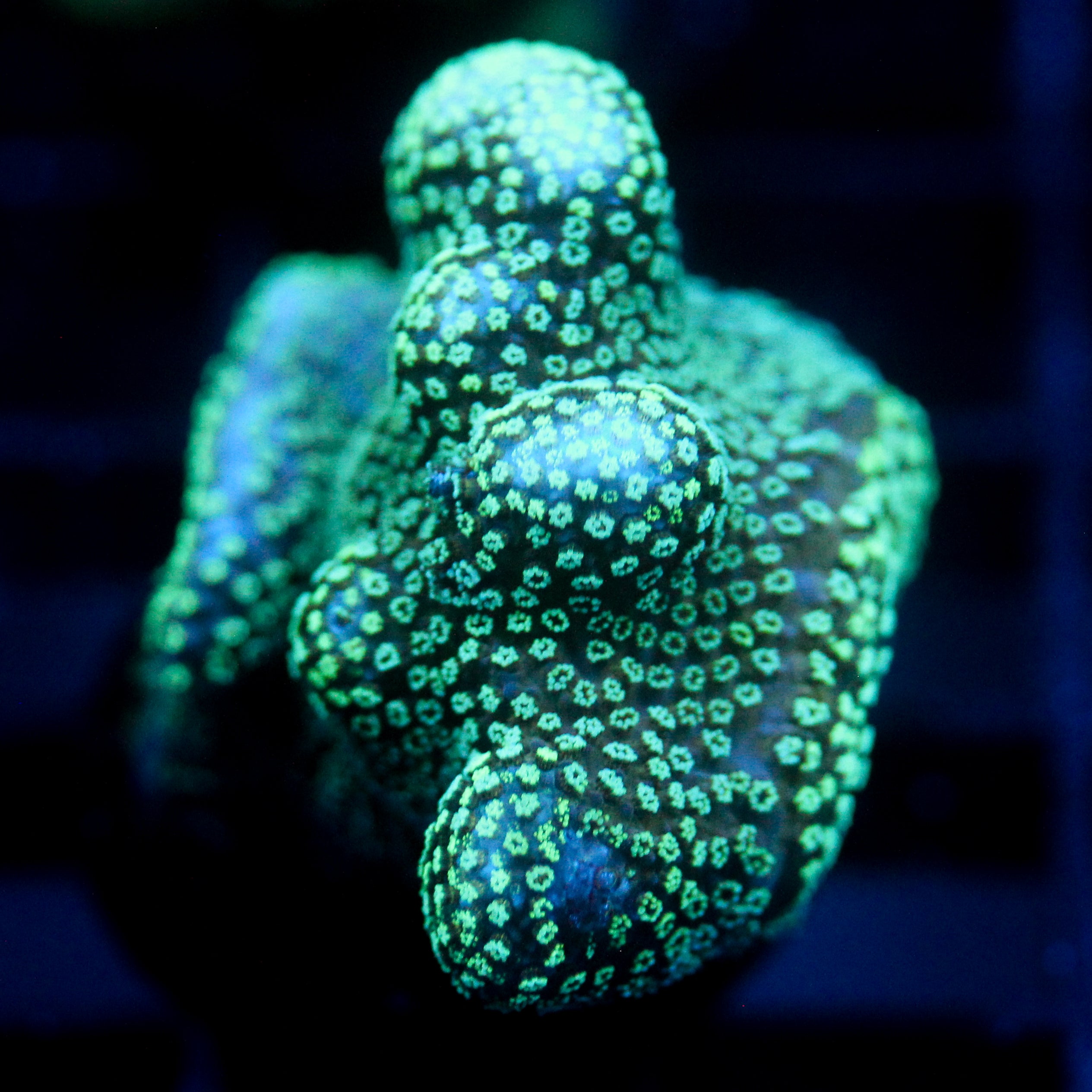 JC Neon Styloporah