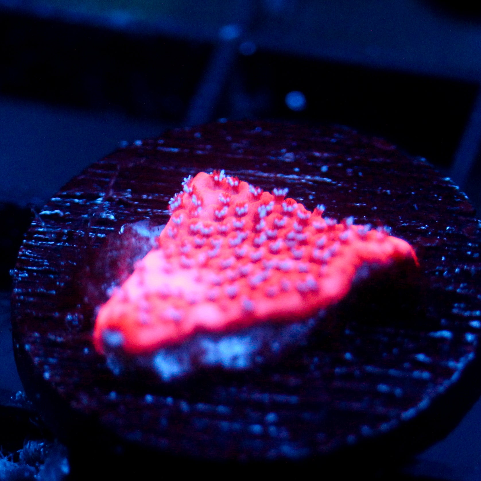 JC Mystic Sunset Montipora