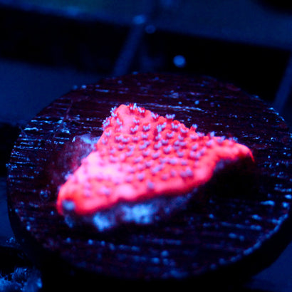 JC Mystic Sunset Montipora