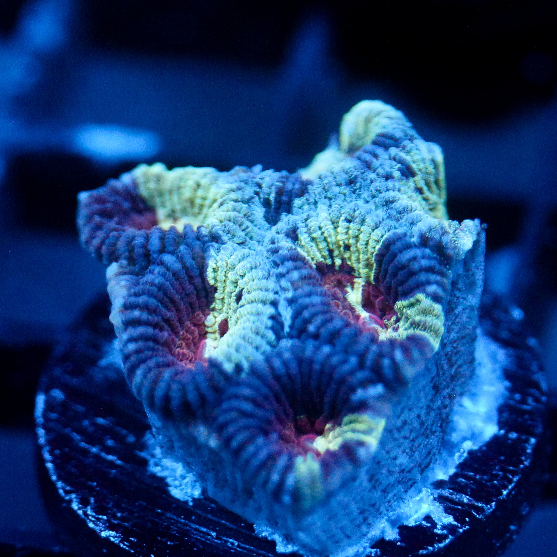 JC War Torn Favia
