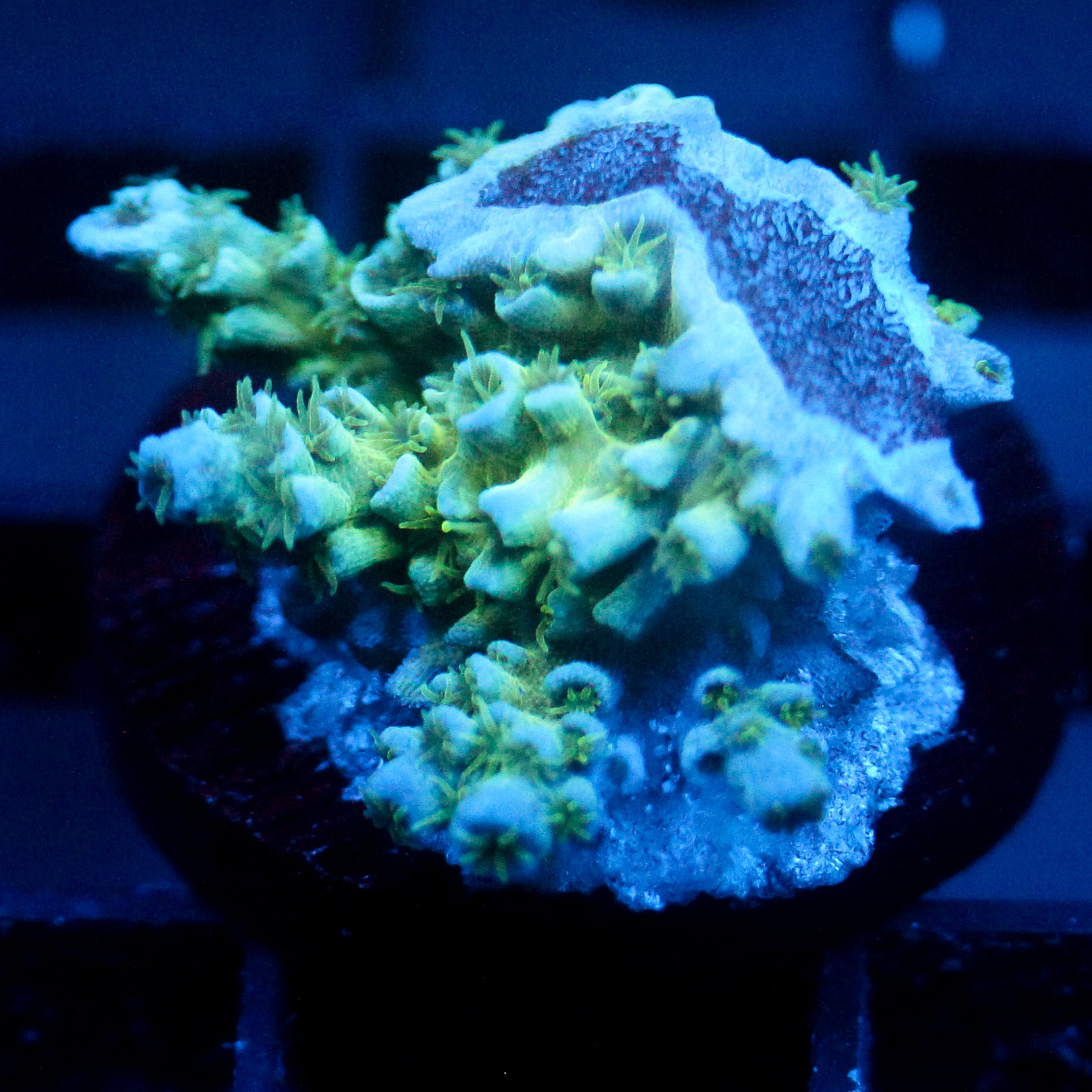 JC Green Dancer