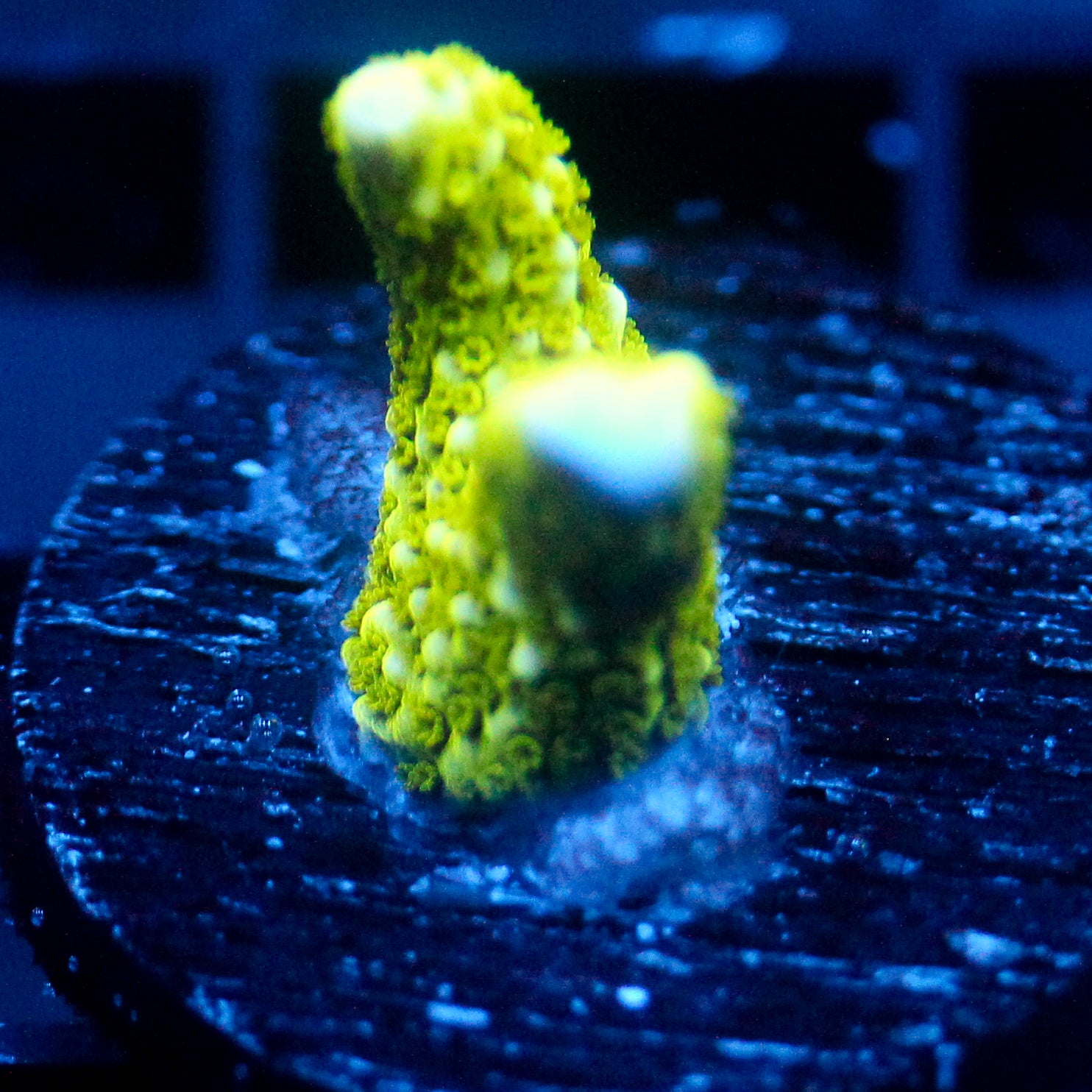 JC Neon Green Digi Monti