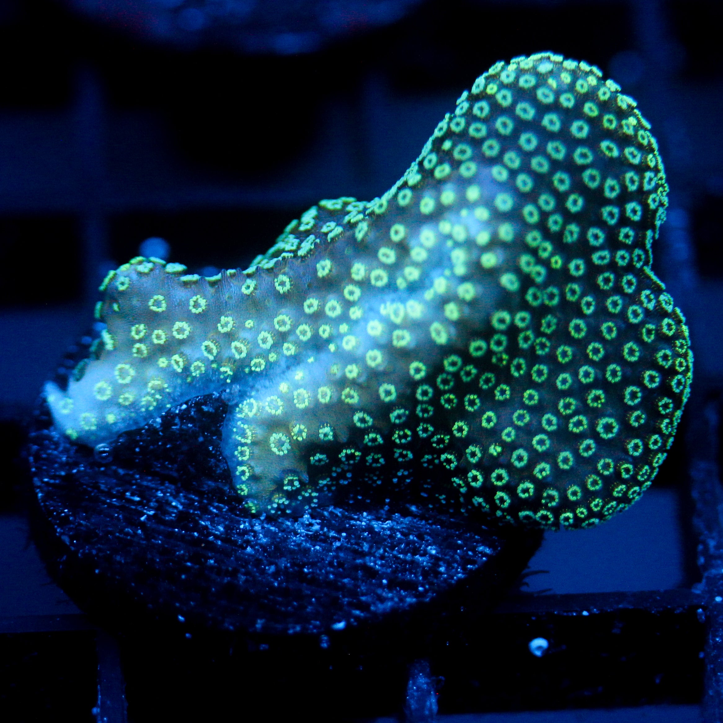 JC Neon Styloporah