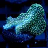 JC Neon Styloporah