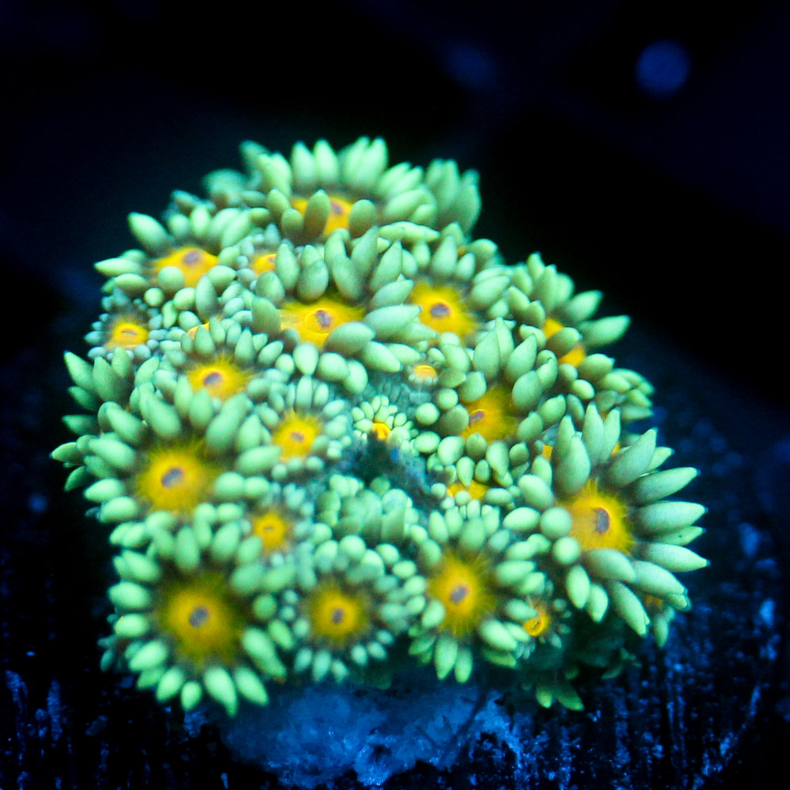 JC Sunflower Goni