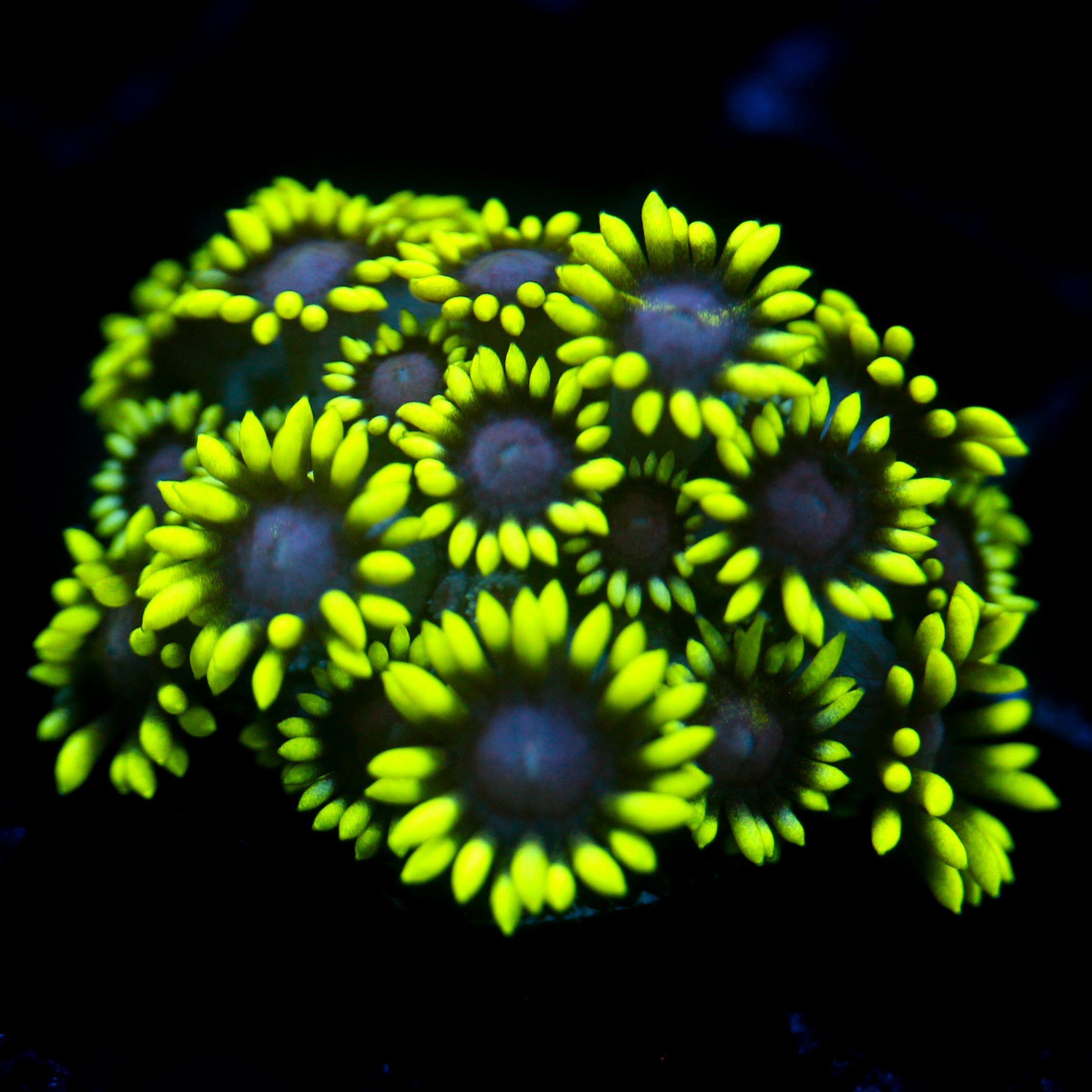 JC Lime Drive Goni