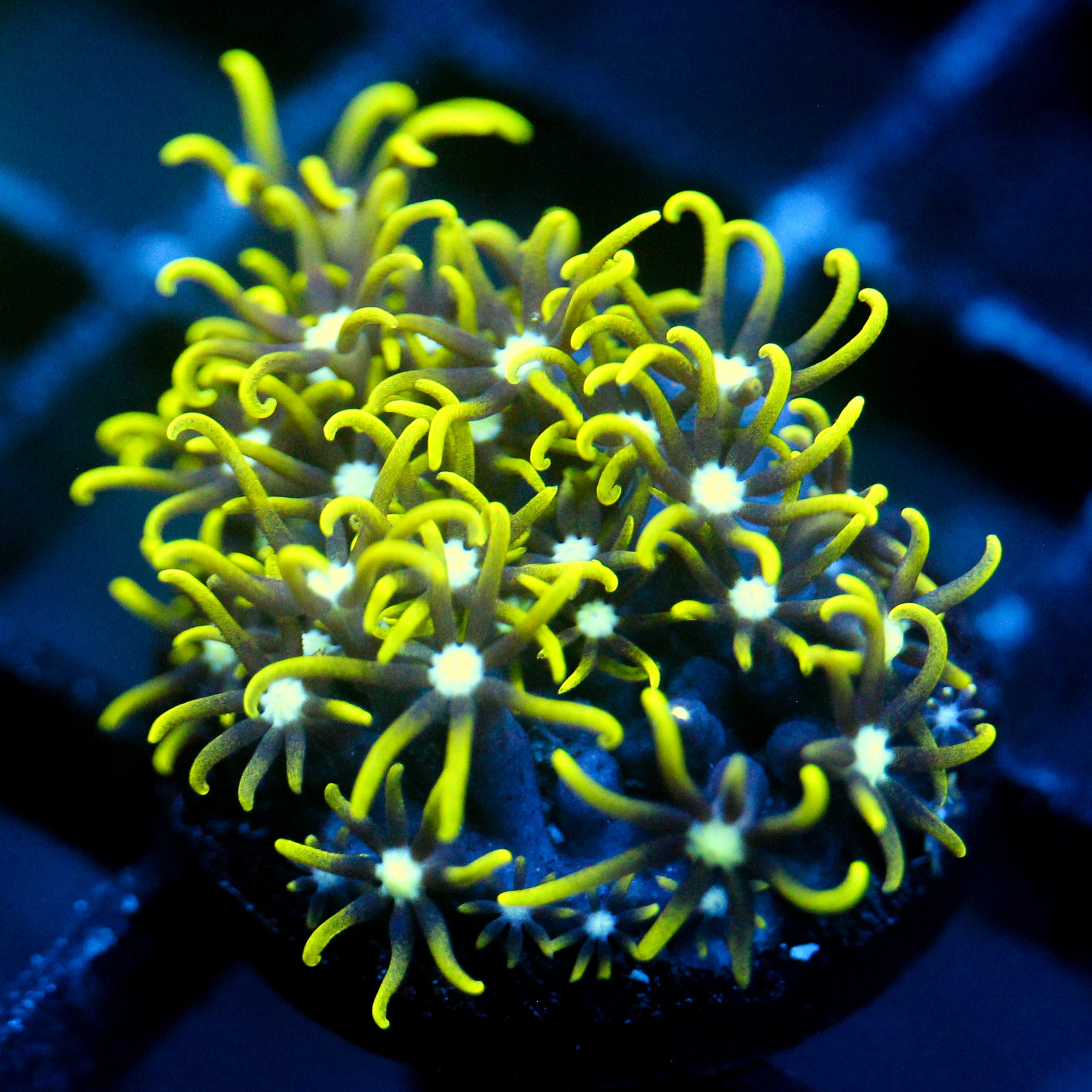 JC Lime Wire Gsp