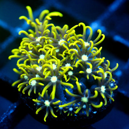 JC Lime Wire Gsp