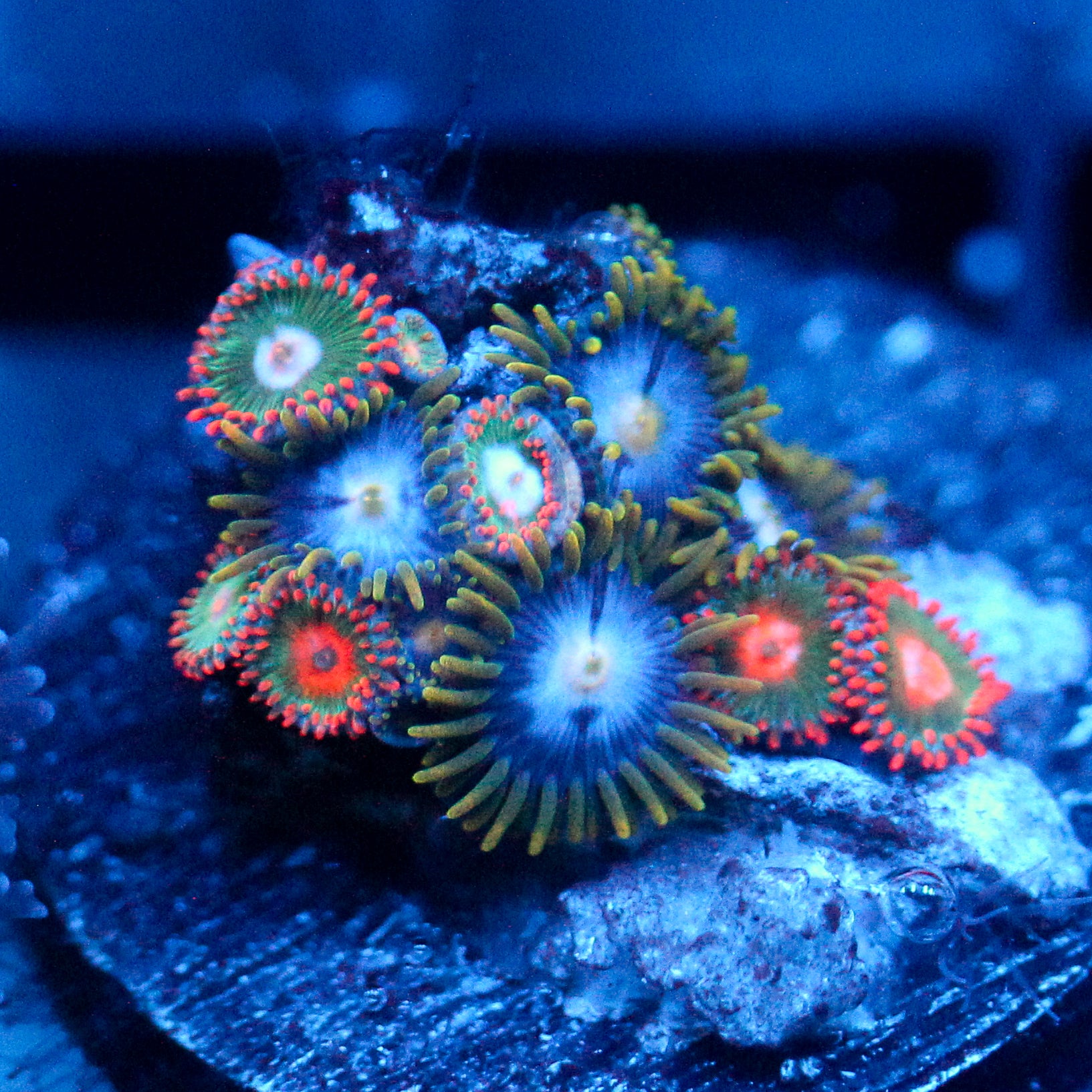 JC Zoa Garden Seed