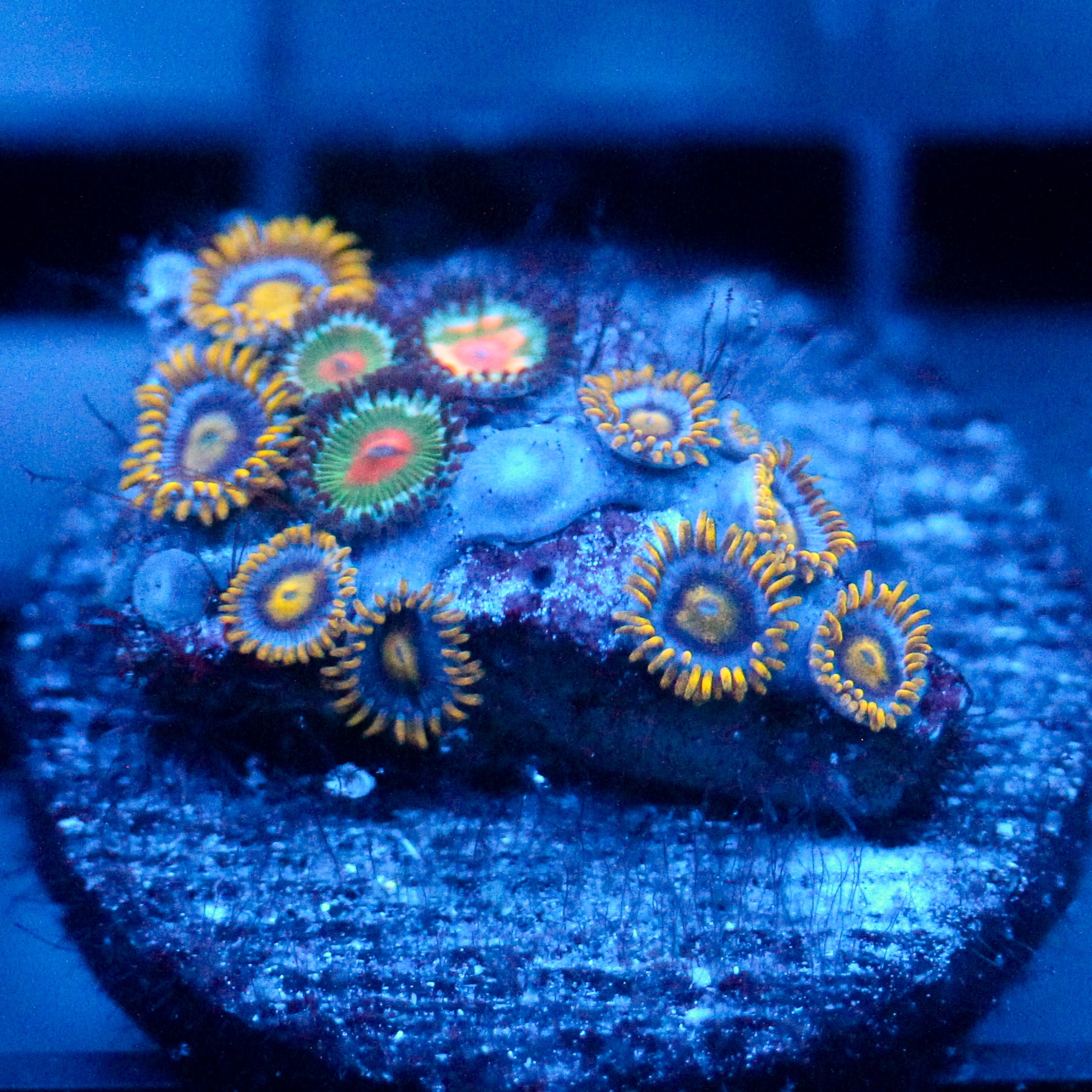 JC Zoa Garden Seed