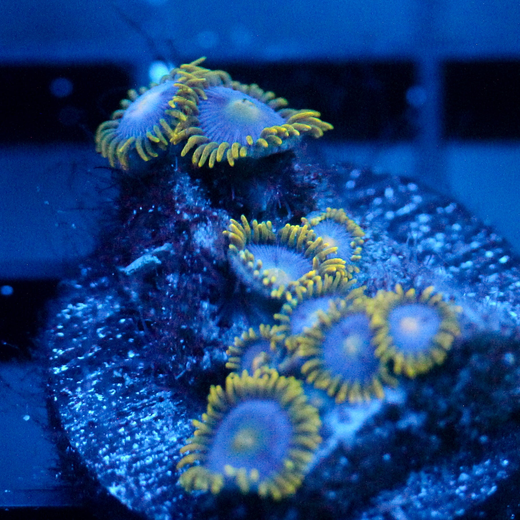 JC Gold Gobbler Zoanthid