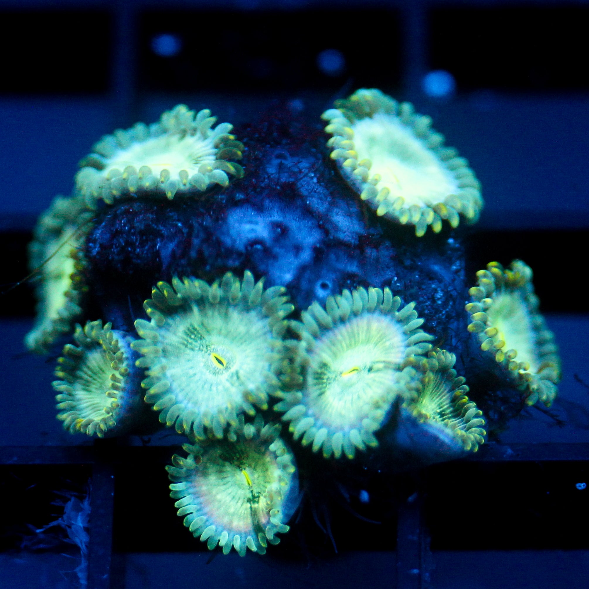 JC Hawaiian Ding Dang Zoanthid