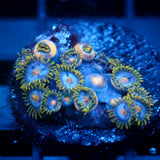 JC Blue Beast Zoanthid Mix