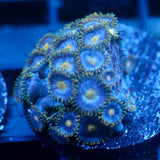 JC Gold Burst Zoanthid