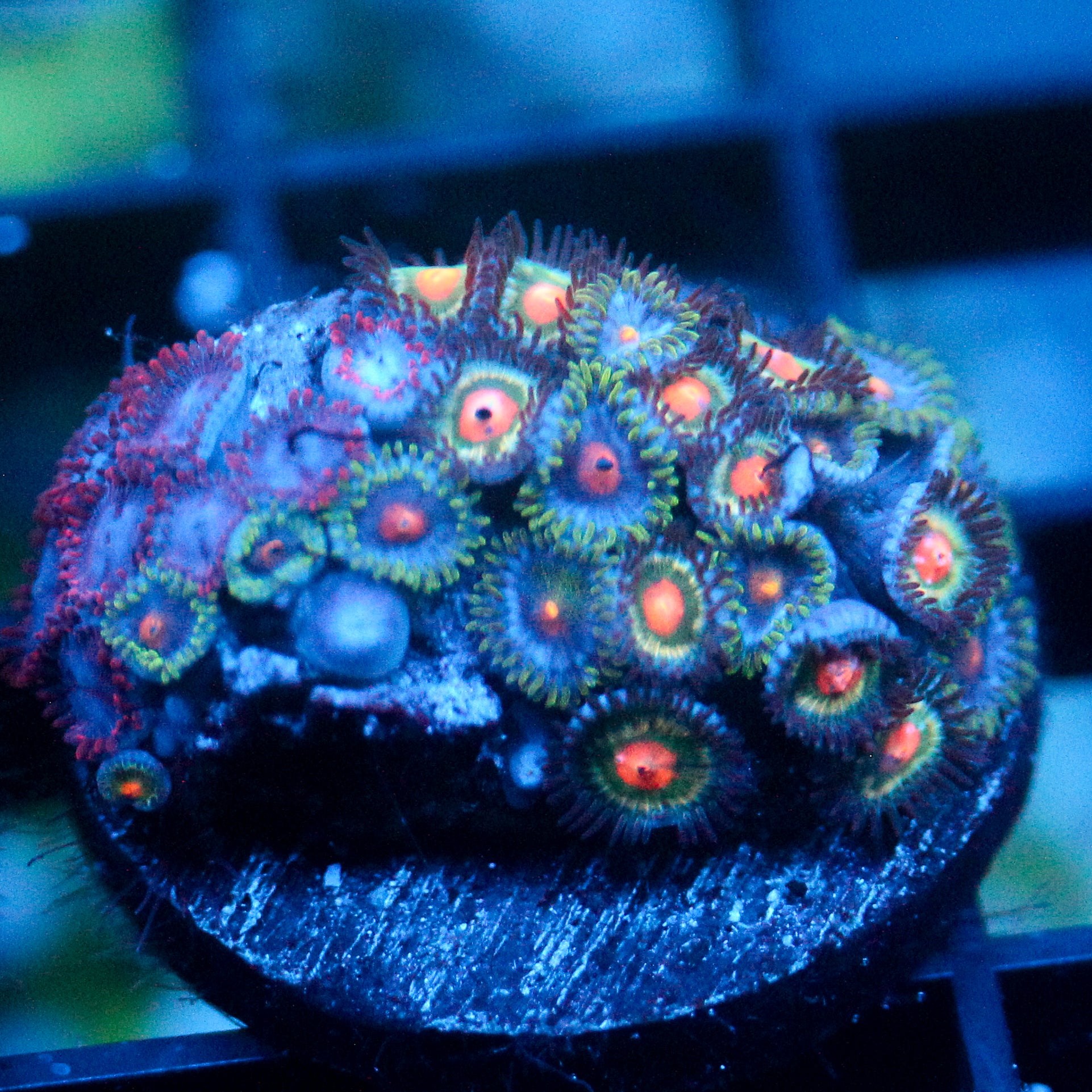 JC Nova Zoanthid Mix