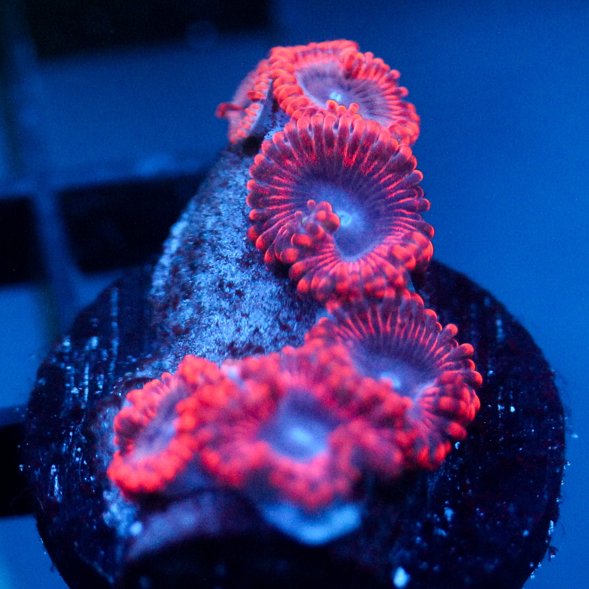 JC Typhloshion Zoanthid