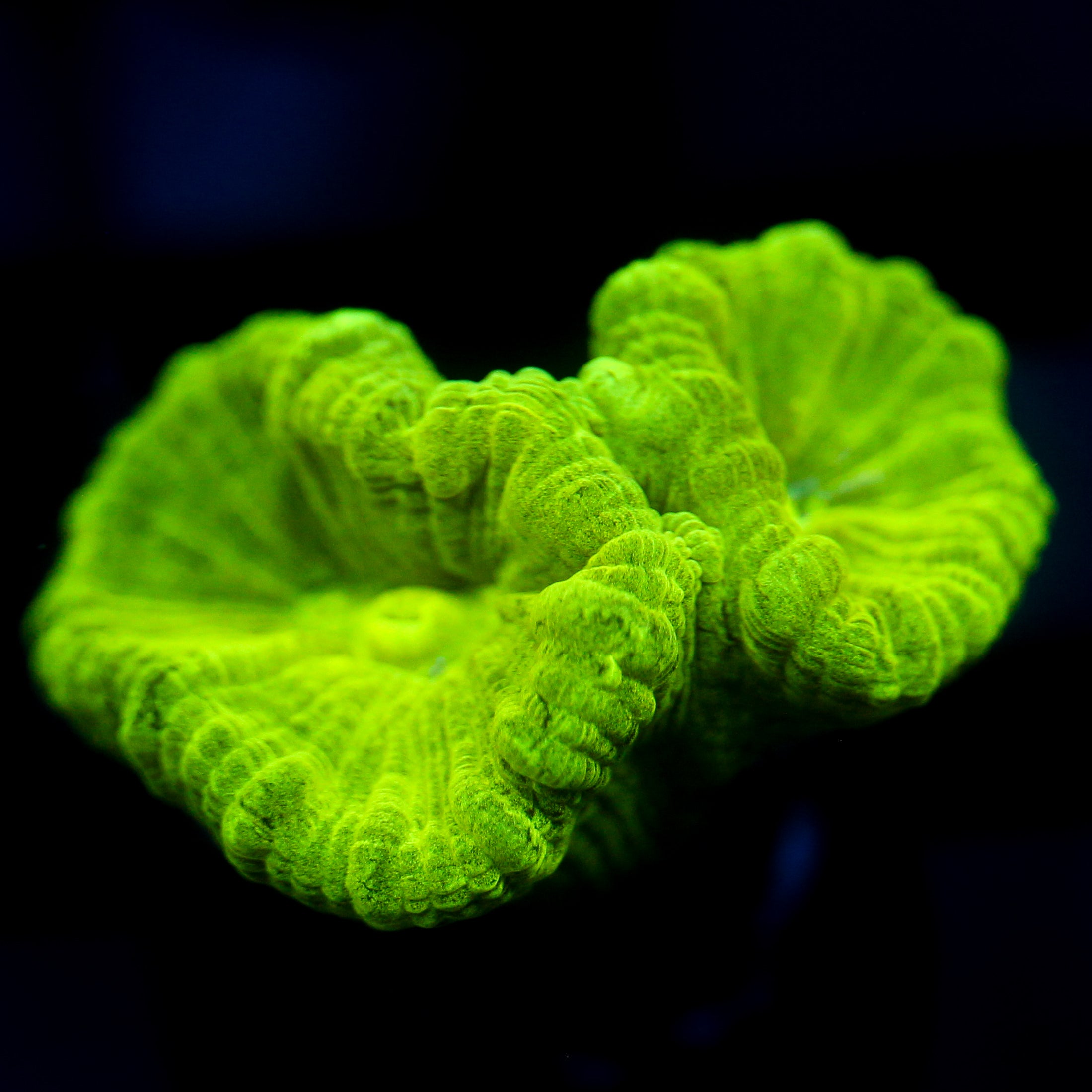 JC Neon Green Trumpet Coral