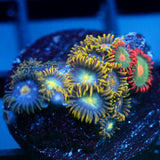 JC Saturn Zoanthid