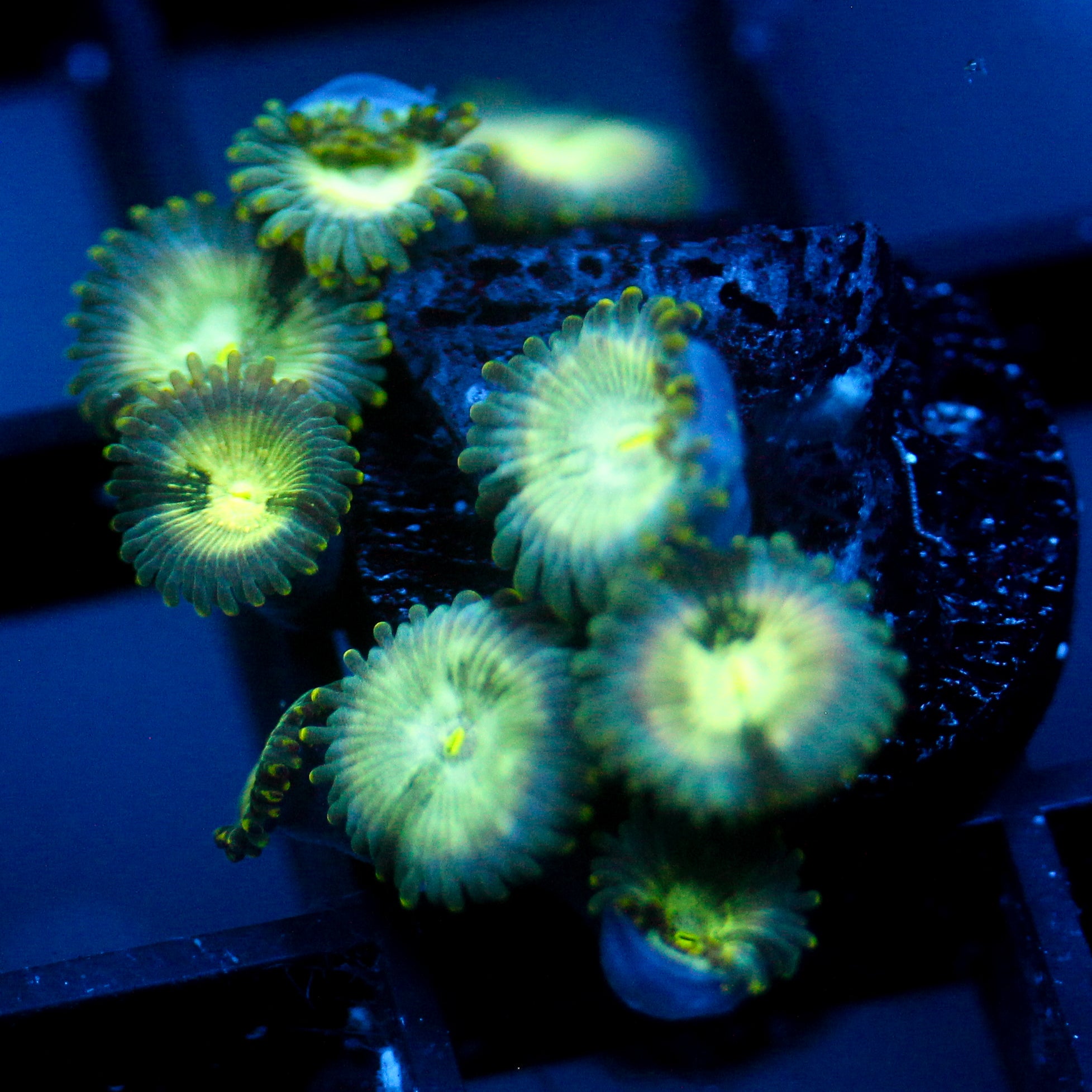 JC Hawaiian Ding Dang Zoanthid