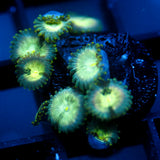 JC Hawaiian Ding Dang Zoanthid