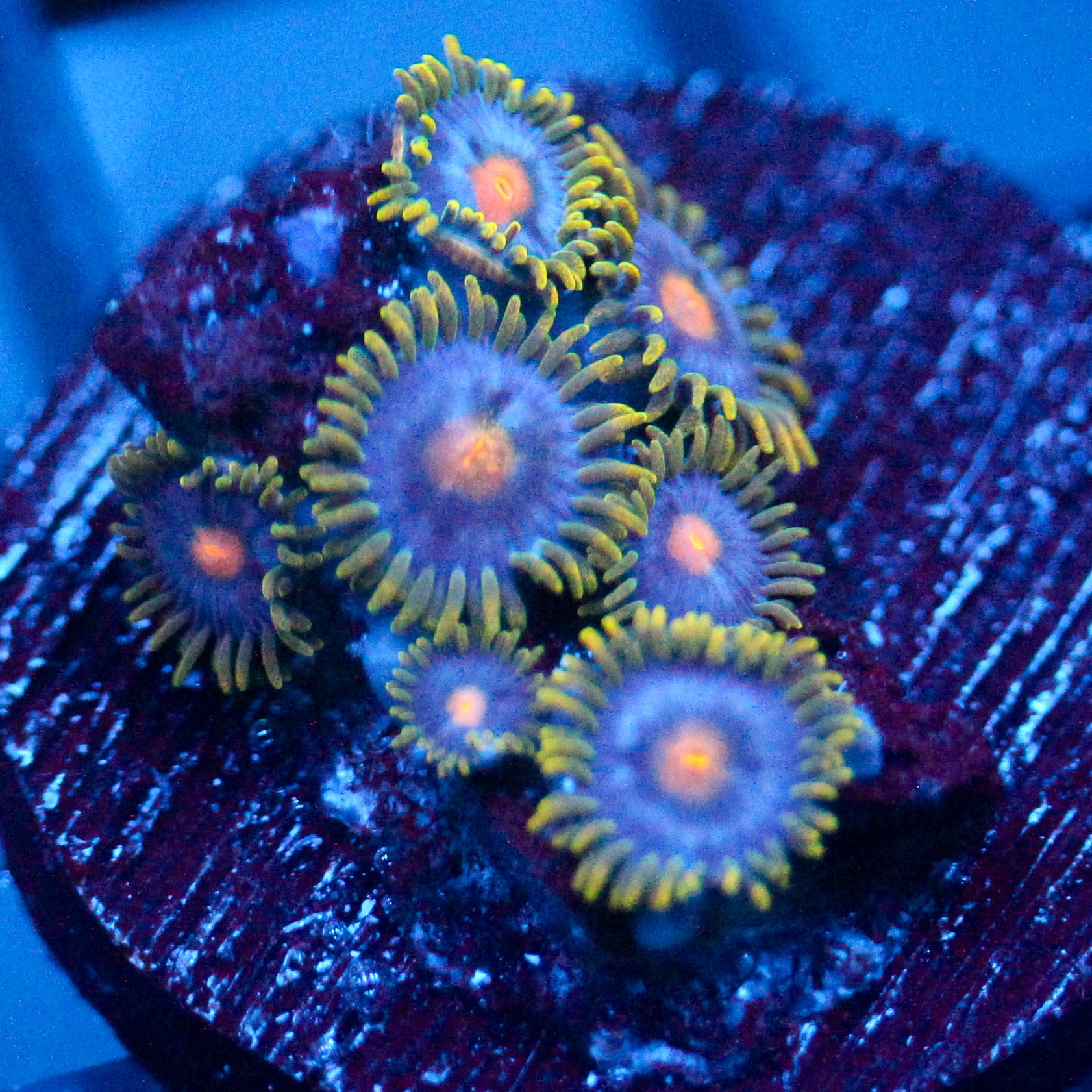 JC Gold Burn Zoanthid