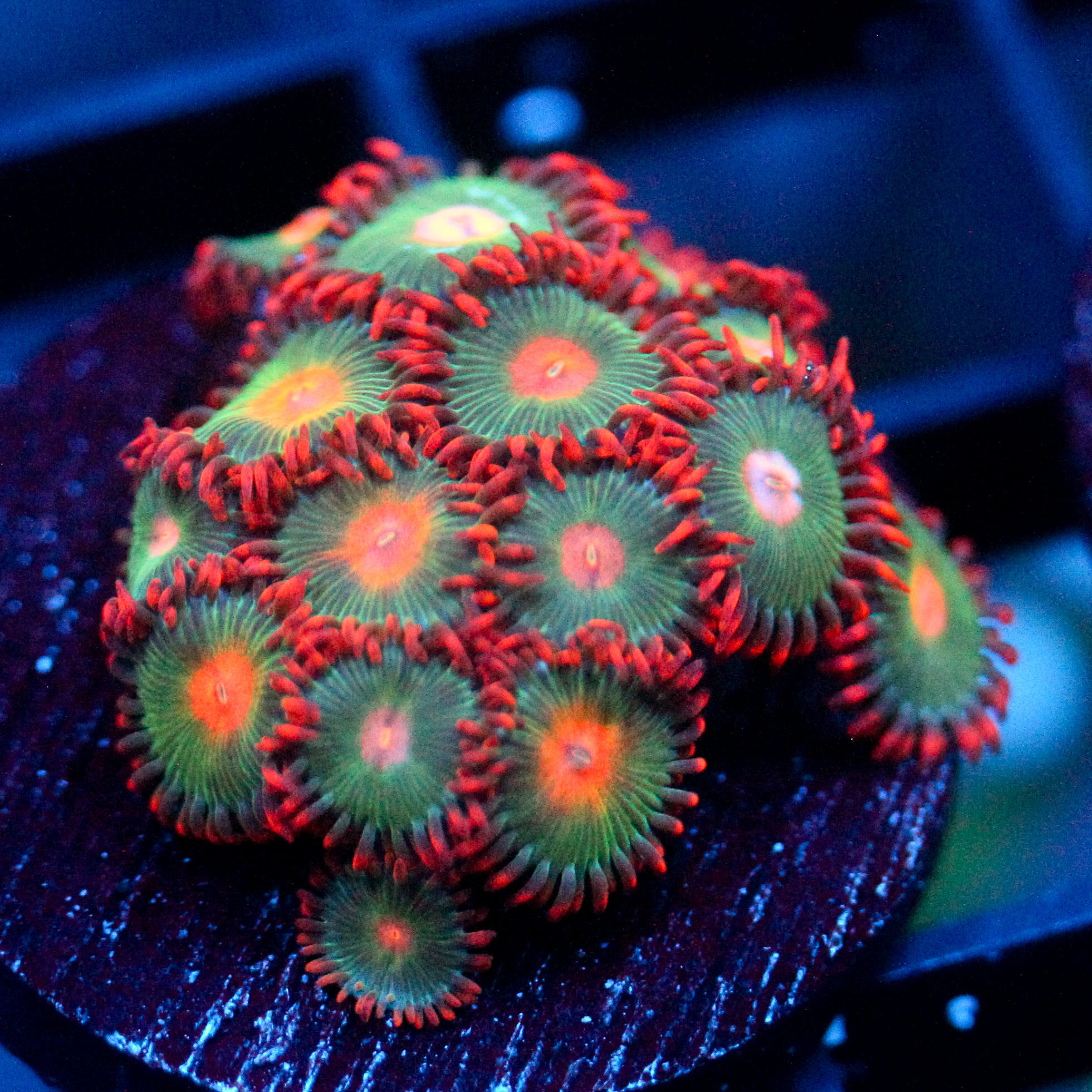 JC Gatorade Zoanthids