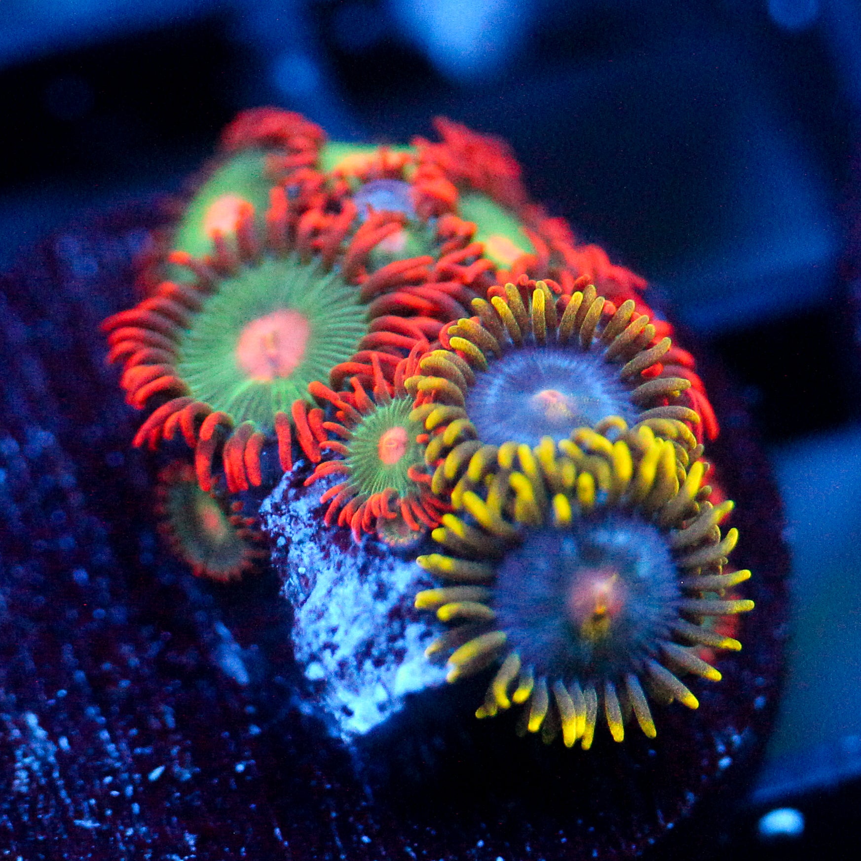 JC Blue Beast Zoanthid Mix