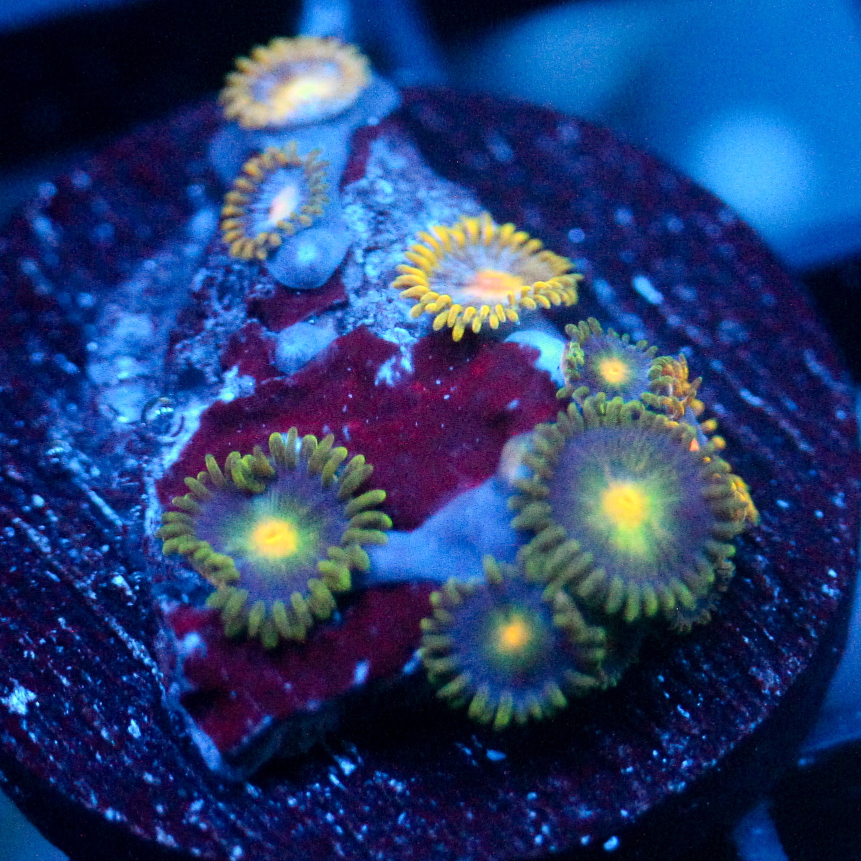 JC Zoa Garden Seed