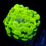 JC Neon Green Splatter Hammer