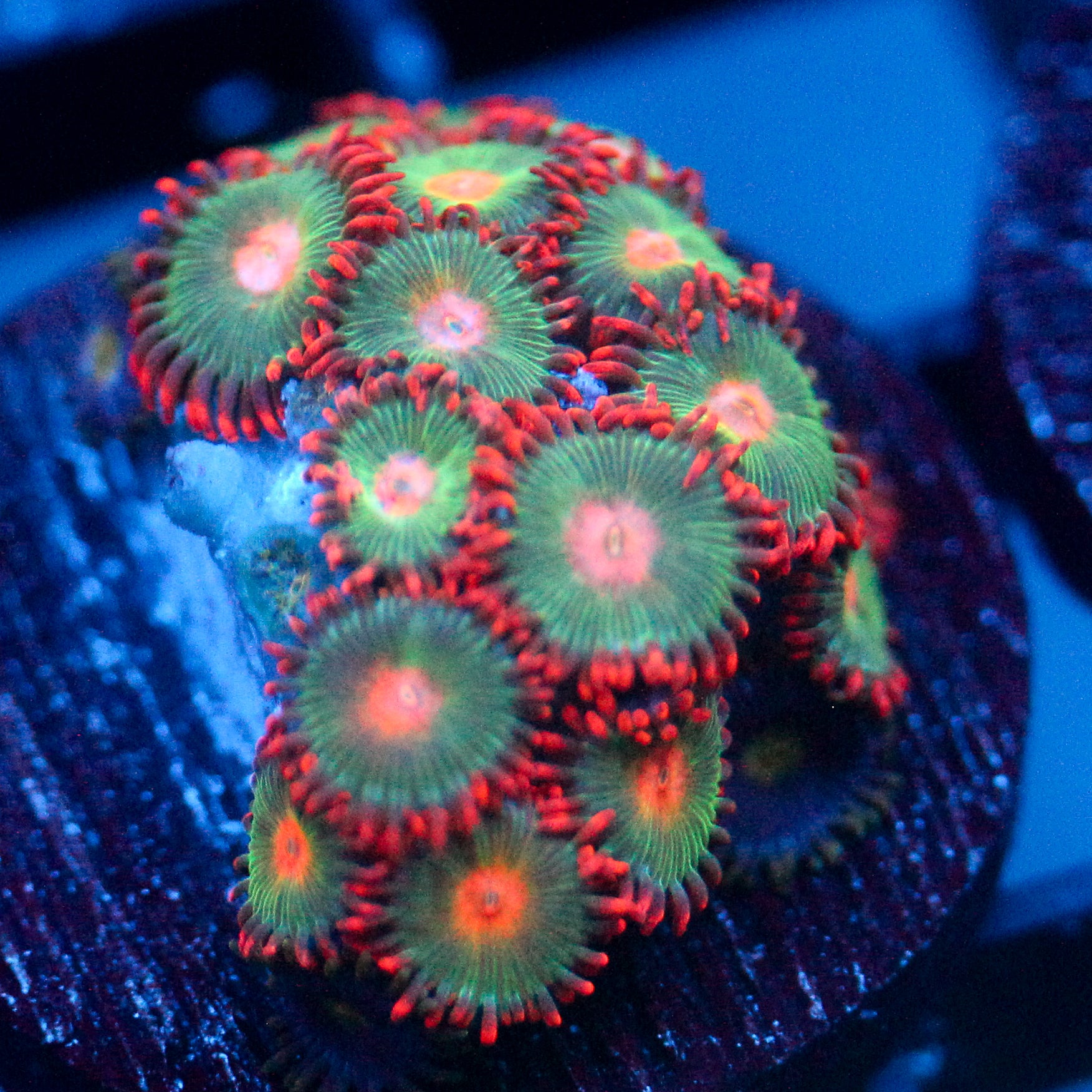 JC Gatorade Zoanthids