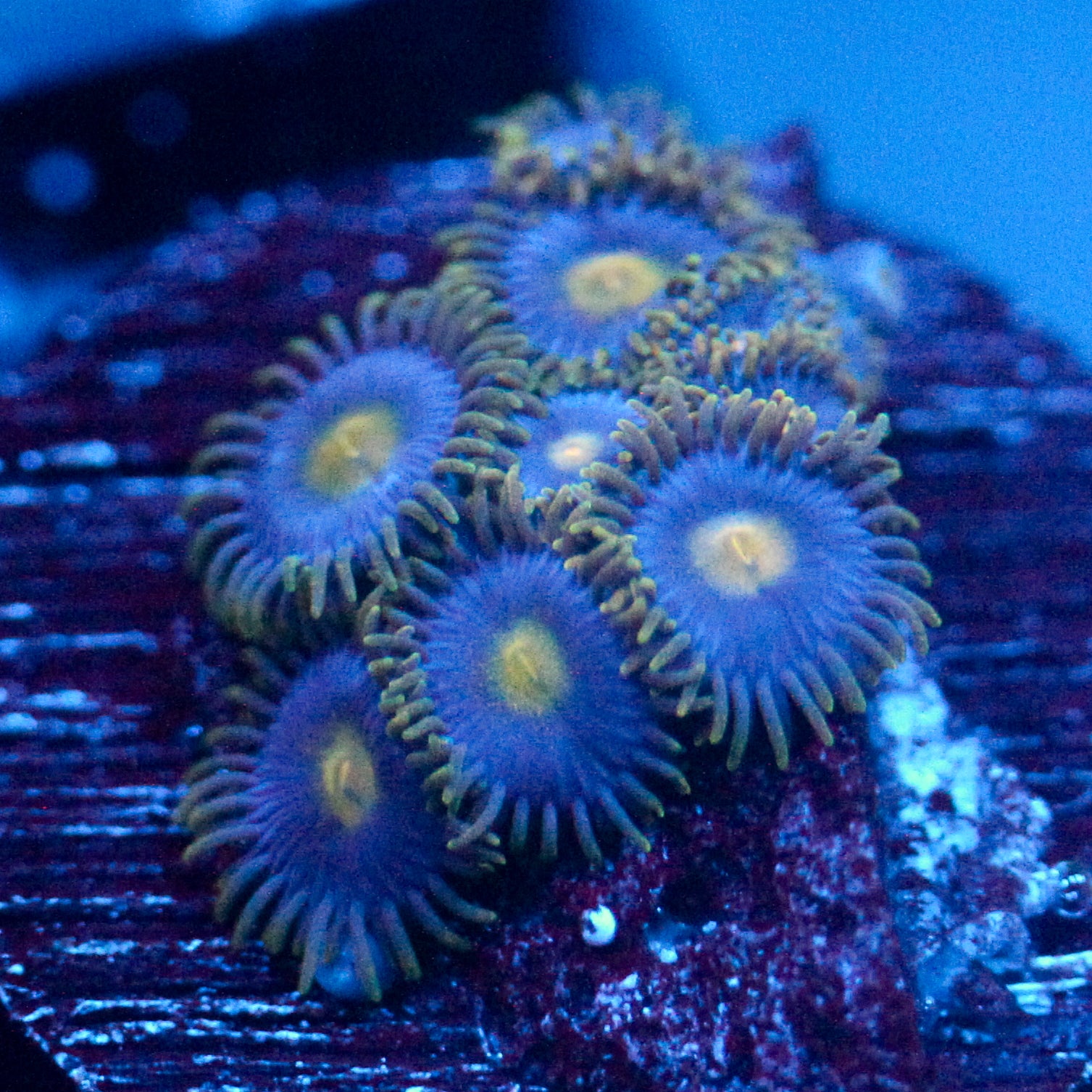 JC Gold Burst Zoanthid