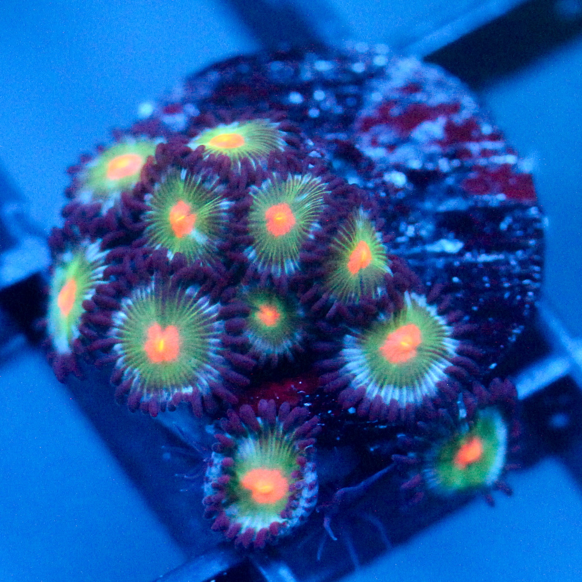 JC Blue Raven Zoanthid
