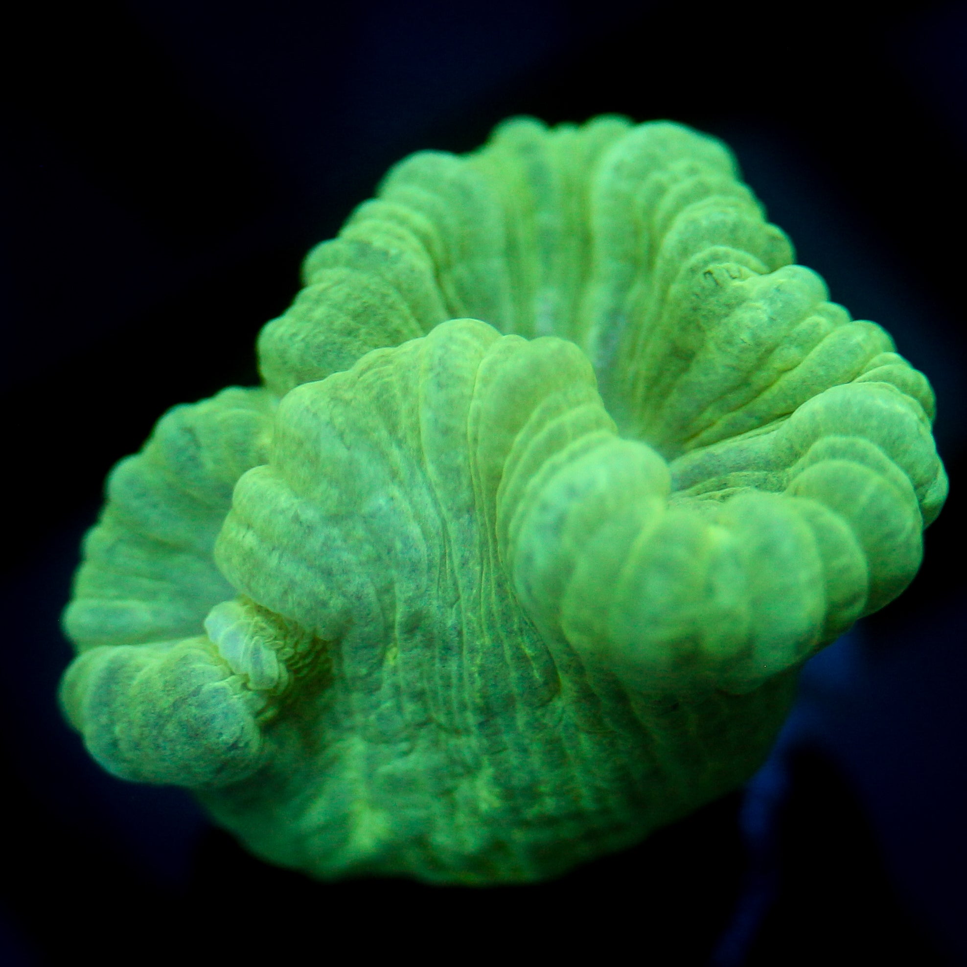 JC Neon Trumpet Coral